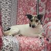 Maureen Raine's Jack Russell Terrier - Evie