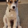 Helen Pulley's Jack Russell Terrier - Pepper