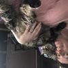 Frances Davis's Domestic longhair cat - Mowgli