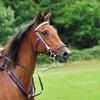Gail Thomas's Arabian Horse - Dash