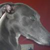 Michael O'Connell's Whippet - Lana