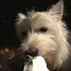 Jennifer Inan's West Highland White Terrier - Ella