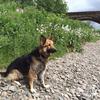 Sharon Boddy's German Shepherd Dog (Alsatian) - Freya