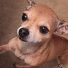 [REDACTED] [REDACTED]'s Chihuahua - Mily