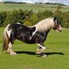 Helen Rowbotham (helnohappy)'s Gypsy Vanner Horse - Chester