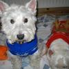 [REDACTED] [REDACTED]'s West Highland White Terrier - Hamish