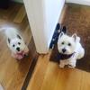 Tanya Morris's West Highland White Terrier - Rocky