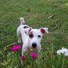 [REDACTED] [REDACTED]'s Jack Russell Terrier - Lilli