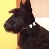 Lada Edwards's Scottish Terrier - Winston