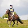 Rosemary Hopkins's Irish Sport Horse - Hilton