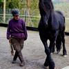 Miren A. Del Olmo's Friesian Horse - Jelmar