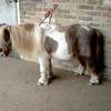 Jenny Hamilton's Shetland Pony - Peter