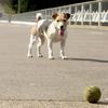 [REDACTED] [REDACTED]'s Jack Russell Terrier - Maggie Moo