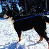 [REDACTED] [REDACTED]'s Bernese Mountain Dog - Kingston