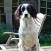 [REDACTED] [REDACTED]'s English Setter - Milly