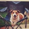 Lisa Massaro's Jack Russell Terrier - Milly