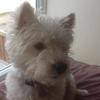 Lindsey Carley's West Highland White Terrier - Riley