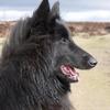 Katie Sharp's Belgian Shepherd Dog (Groenendael) - Fingal