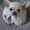 Joy Spence's Chihuahua - Skye