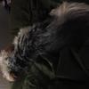[REDACTED] [REDACTED]'s Yorkshire Terrier - Bobby