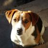 [REDACTED] [REDACTED]'s Jack Russell Terrier - Kobi