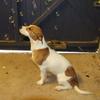 [REDACTED] [REDACTED]'s Jack Russell Terrier - Ziva