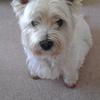 [REDACTED] [REDACTED]'s West Highland White Terrier - Saffy