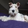 G Blackwell's Smooth Fox Terrier - Milou