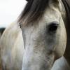 Shauna Duggan's Andalusian Horse - Serafina