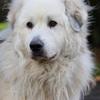[REDACTED] [REDACTED]'s Pyrenean Mountain Dog - Milo