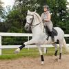 Leila Horsey's Andalusian Horse - Grandioso