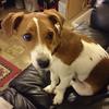 Rob Compton's Jack Russell Terrier - Billy