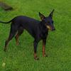 Mary Janes's English Toy Terrier (Black & Tan) - Specky