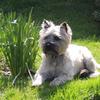 Madeline Holmes's Cairn Terrier - Rufus