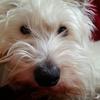Nicky Vaughan's West Highland White Terrier - Jack