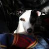 Jeanette Jones's Jack Russell Terrier - Milly