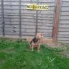 [REDACTED] [REDACTED]'s Yorkshire Terrier - Cloe