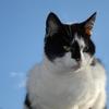 [REDACTED] [REDACTED]'s Domestic longhair cat - Daisy