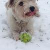 Abigail Williams's Sporting Lucas Terrier - Ruby