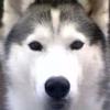 [REDACTED] [REDACTED]'s Siberian Husky - Scar