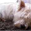 Jim Craig's West Highland White Terrier - Winnie