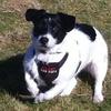 [REDACTED] [REDACTED]'s Jack Russell Terrier - Bella