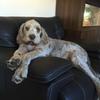 Nicky Grace's Italian Spinone - Ronnie