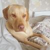 Eyal Benno's Labrador Retriever - Louie