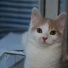 [REDACTED] [REDACTED]'s Domestic longhair cat - Cleopatra Snælda