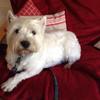 [REDACTED] [REDACTED]'s West Highland White Terrier - Sparky
