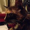Sophia Hambi's Domestic longhair cat - Kizzy