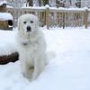 Bill Lahr's Great Pyrenees - April