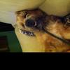 [REDACTED] [REDACTED]'s Border Terrier - Beau