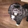 Lynda Griffiths's Lhasa Apso - Twinkles